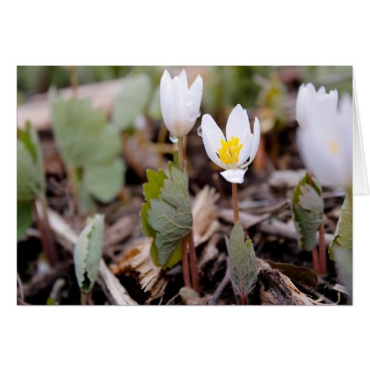 春の花グリーティングカード (正面横)