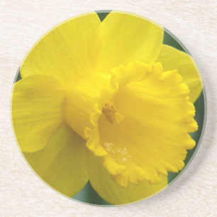春の花コースターDaffoldilフラワーコースター コースター