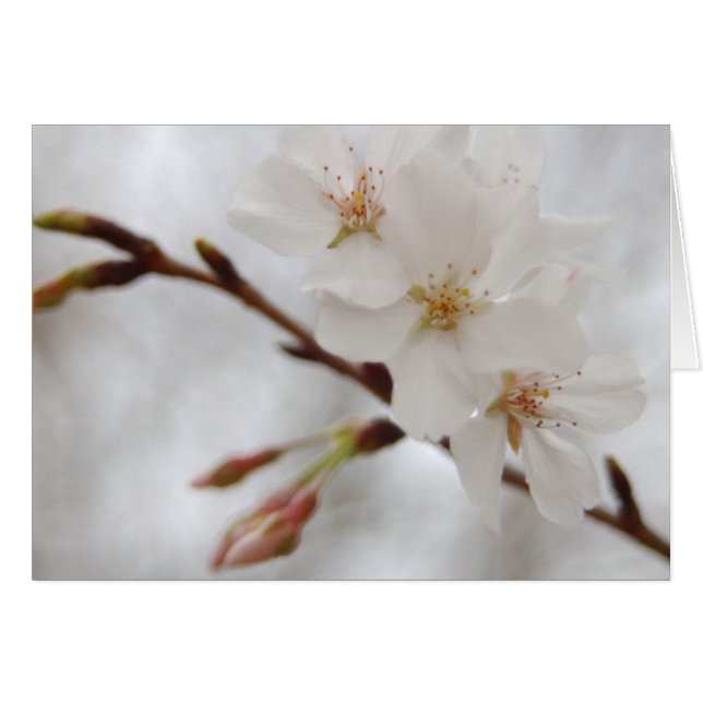 春の花 (正面横)