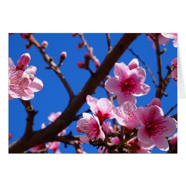 春の花 (正面横)