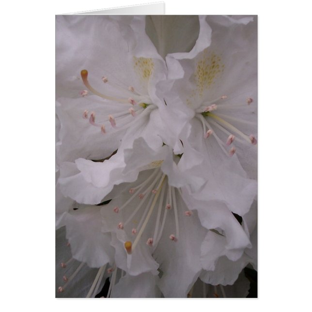 春の花 (正面)