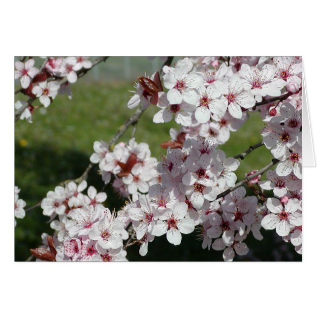 春の花 (正面横)