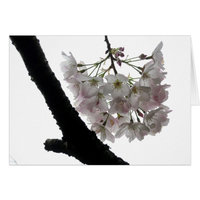 春の花、ゴールデンゲートパーク (正面横)