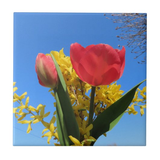 春の花、チューリップ、カラフル+花、青 タイル (正面)