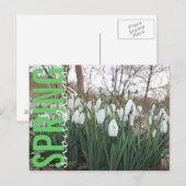 春の花、フローラ白い雪 ポストカード (正面/裏面)