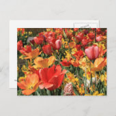 春の花 ポストカード (正面/裏面)