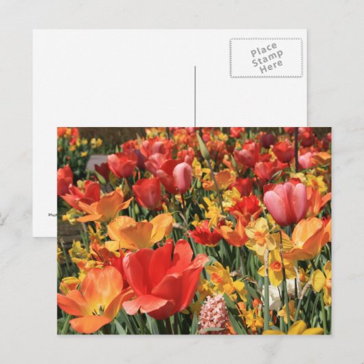 春の花 ポストカード (正面/裏面)