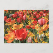 春の花 ポストカード (正面)