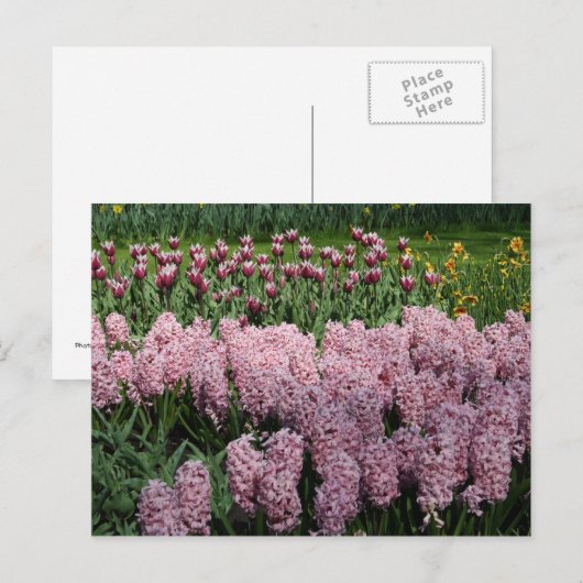 春の花 ポストカード (正面/裏面)