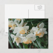 春の花 ポストカード (正面/裏面)