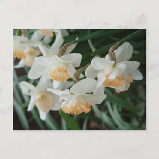 春の花 ポストカード (正面)