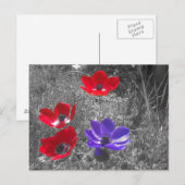 春の花 ポストカード (正面/裏面)