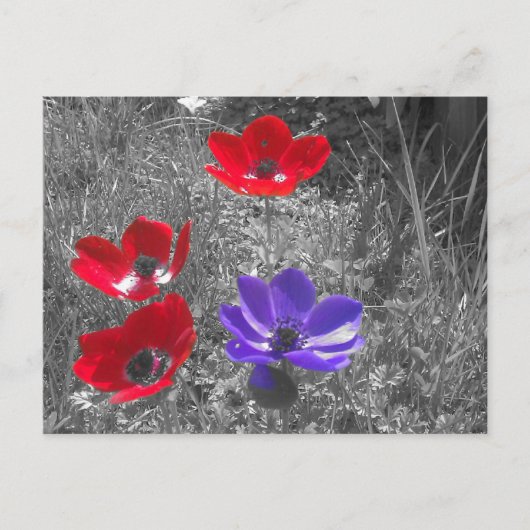 春の花 ポストカード (正面)