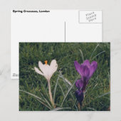 春の花 ポストカード (正面/裏面)