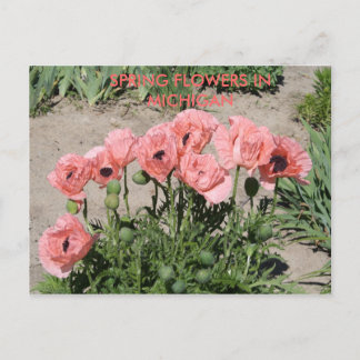 春の花 – ミシガンのはがき ポストカード