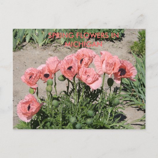 春の花 – ミシガンのはがき ポストカード (正面)