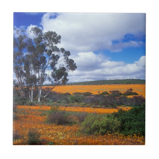 春の花（南アフリカ、ナマカランド） タイル (正面)