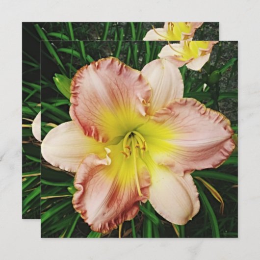 春の花 招待状 (正面/裏面)