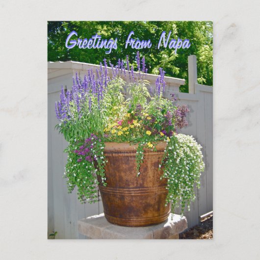 春の花Napaからの挨拶 ポストカード (正面)