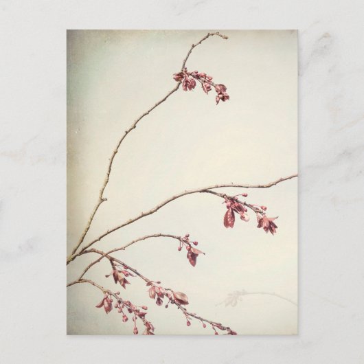 春の芽のあるプラムの木の枝 | ワシントン州シーベック ポストカード (正面)
