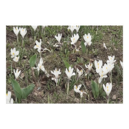 春の草むらに咲く白いスノードロップ フォトプリント           