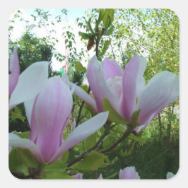 春の薄紫のモクレン(木蓮)の花 スクエアシール