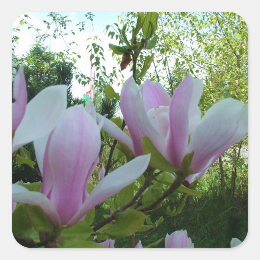 春の薄紫のモクレン(木蓮)の花 スクエアシール (正面)