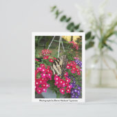 春の蝶 ポストカード (スタンド正面)