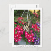 春の蝶 ポストカード (正面/裏面)