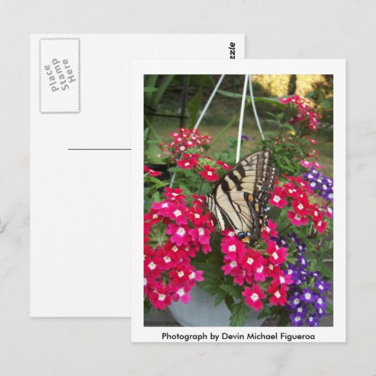 春の蝶 ポストカード (正面/裏面)