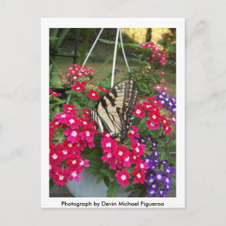 春の蝶 ポストカード