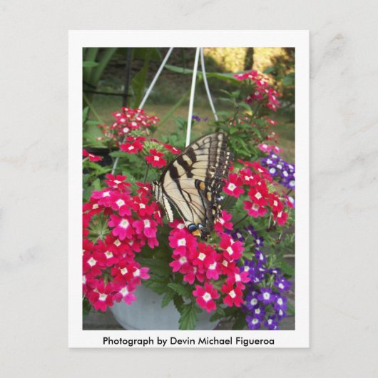 春の蝶 ポストカード (正面)