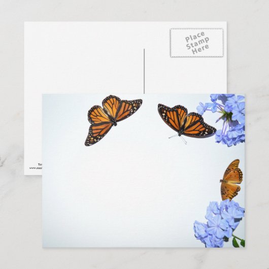 春の蝶 ポストカード (正面/裏面)