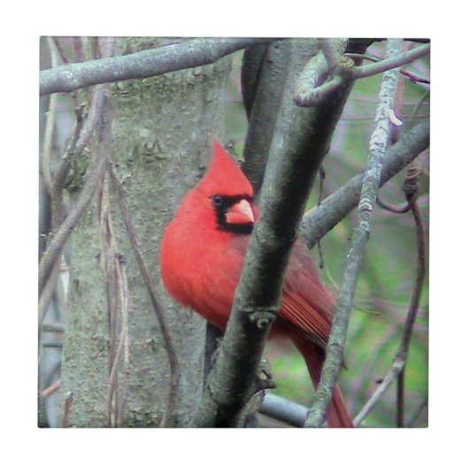 春の赤く基本的な(男性の)装飾的なタイル タイル (正面)