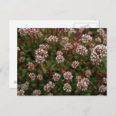 春の郵便はがきのsucculents ポストカード (正面/裏面)