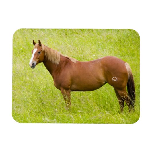 春の野原の馬 マグネット (横)