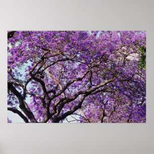 春の開花の花のキリモドキの木 ポスター