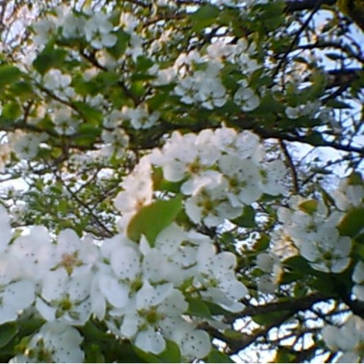 春の開花ストレッチCanvas Print キャンバスプリント