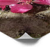 春の開花リンゴの木。ピンク色の花 ポスター (角)