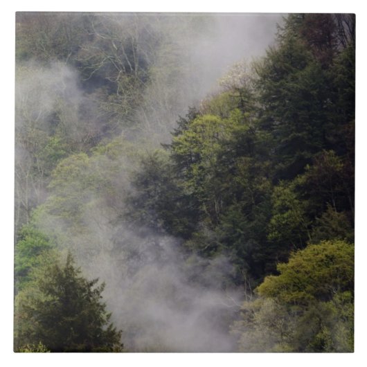 春の雨後の山腹から立ち上る霧、 タイル (正面)