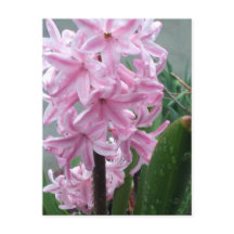 春の雨後の華やぐピンクのヒヤシンスの花