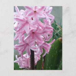 春の雨後の華やぐピンクのヒヤシンスの花 ポストカード
