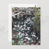 春の雪はがき ポストカード (正面/裏面)