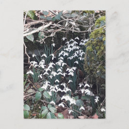 春の雪はがき ポストカード