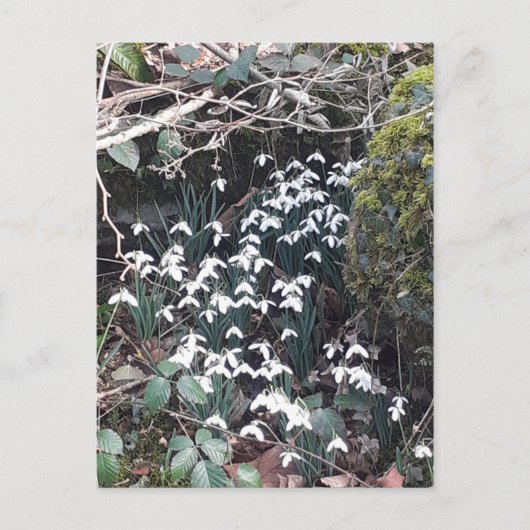 春の雪はがき ポストカード (正面)