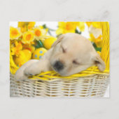 春の雪 ポストカード (正面)