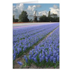 春の青いHyacinthの花分野の風車