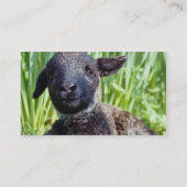 春の黄色い子羊、イギリスの花 名刺 (裏面)