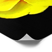 春の黄色のプリムラ ポスター (角)