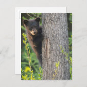 春の黒熊のカブ ポストカード (正面/裏面)